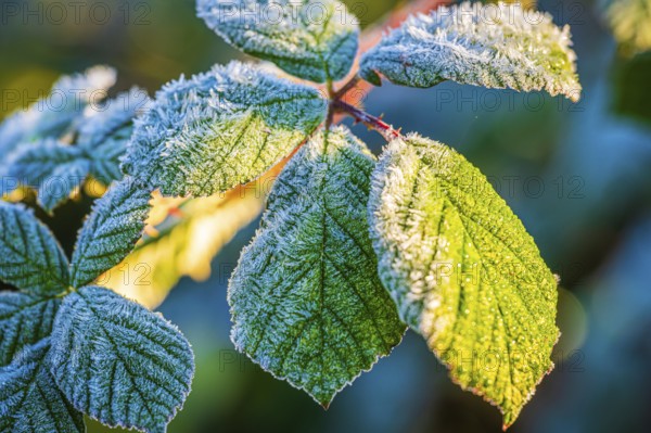 Frost streak on leaves of blackberry (Rubus fruticosus), illuminated by the low sun, which emphasises the frost pattern, Jena, Thuringia, Germany, Europe