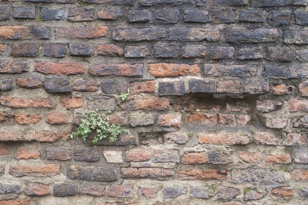 Old Roman city wall in Cologne, close-up, Cologne, Germany, Europe