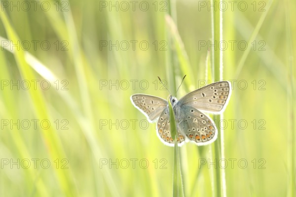 Common Blue Butterfly on a spring meadow in the sunshine