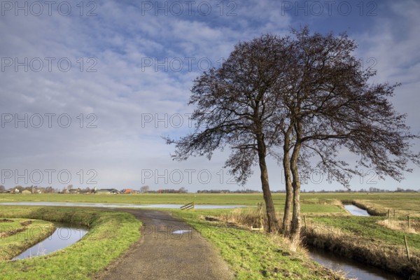 Solitary tree along a cycle path through the meadows at the Frisian village of Oosterzee
