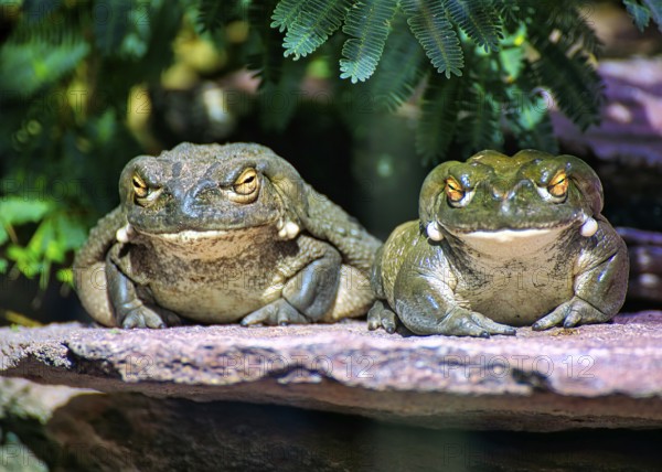 Two frogs sitting next to each other on a rock, surrounded by green leaves in daylight, bullfrog (Lithobates catesbeianus) Zoo, Zurich, Switzerland, Europe