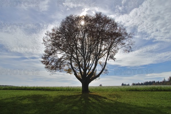Single tree against the light