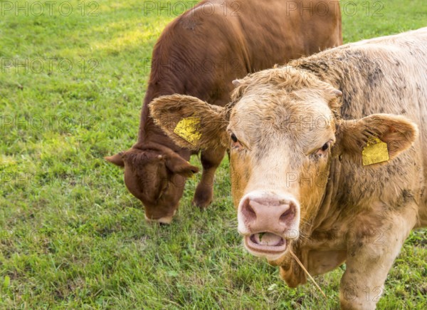 Animal portrait with a young german bull caught with the mouth open, chewing hay