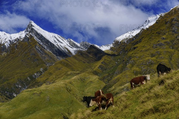Cattle grazing on grass field in Mount Aspiring National Park, South Island, New Zealand, Oceania