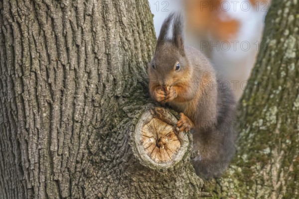Red squirrel on tree trunk, Forest squirrel (Sciurus vulgaris)