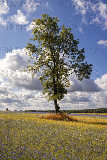 Flowering meadows Selketal Harz near Stiege