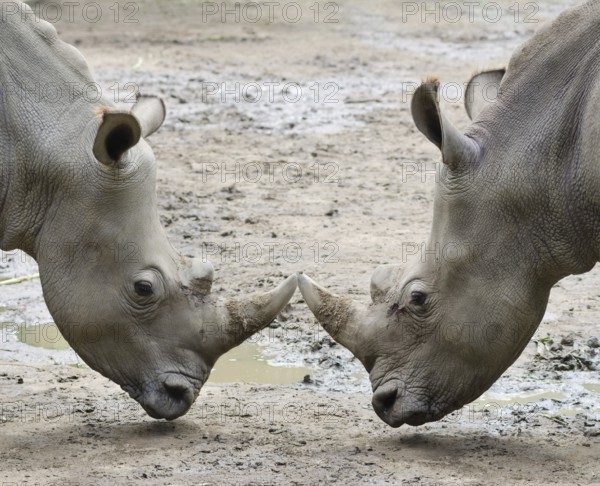 Two rhinos in threat posture opposite one another