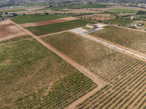 Son Llompart vineyards by Macia Batle, Santa Eugenia, Majorca, Balearic Islands, Spain, Europe