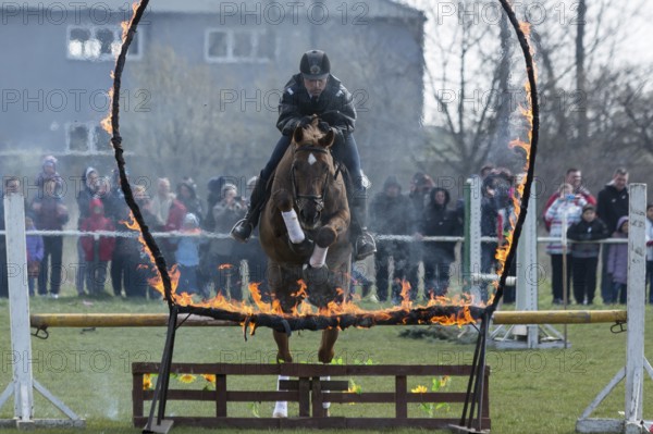 Sofia, Bulgaria - March 19, 2016: A policeman from Horse police unit in jumping with his horse above a fire barrier while participating in a parade at Saint Theodore's day
