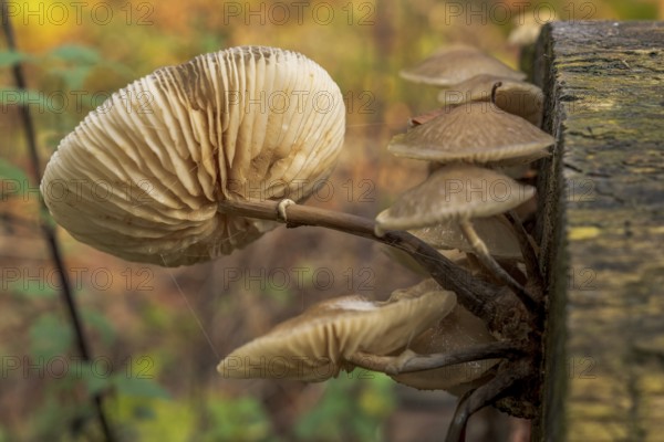 A forest mushroom on a tree trunk