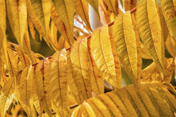 View of autumn-coloured leaves