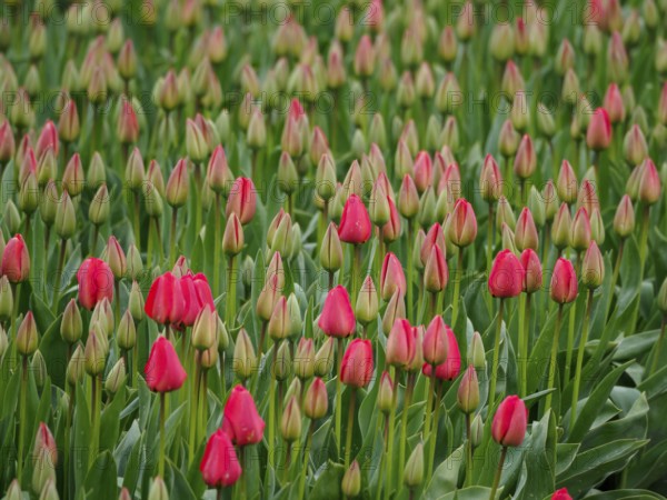 Bed with closed red tulip buds amidst green leaves, urk, netherlands