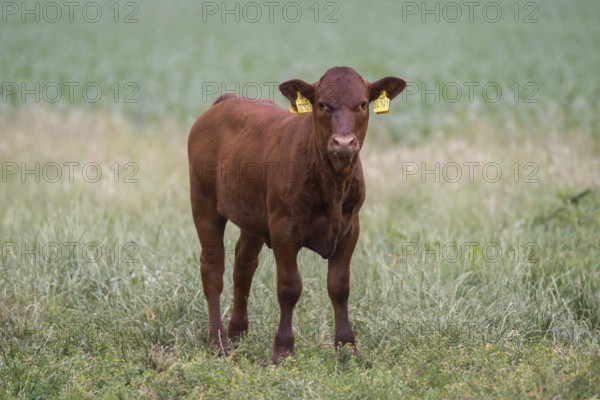 Red cattle calf on the pasture