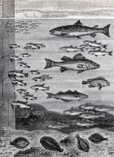 Fische in der Nähe der Kaikante