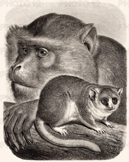 Berberaffen (Macaca sylvanus), Mausmakis (Microcebus)