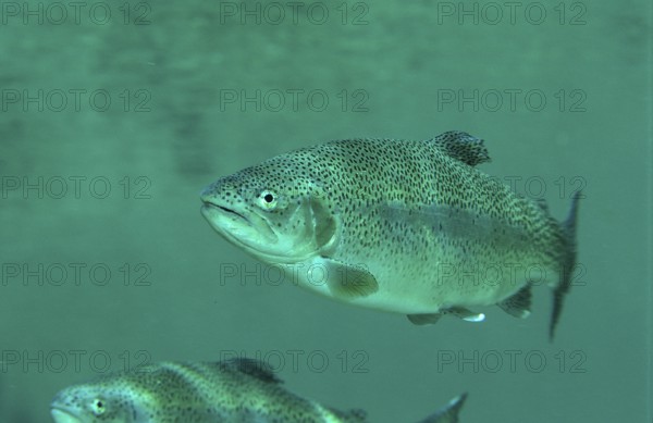 Rainbow trout, Oncorhynchus mykiss, Germany, Bavaria, Europe