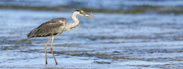 Grey grey heron (Ardea cinerea), Foraging, Boat Trip, Tiszaalpár, Kiskunsági National Park, Bács-Kiskun, Hungary, Europe