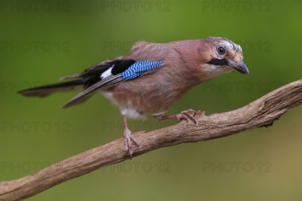 Jay, European Jay, Jay, eurasian jay (Garrulus glandarius), Geai des chênes, Arrendajo Común, Arrendajo, on perch, Ormoz area, Ormoz, Podravska, Slovenia, Europe