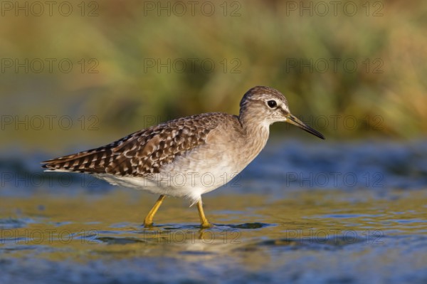 Wood sandpiper (Tringa glareola), Chevalier sylvain, Andarríos Bastardo, Raysut, Salalah, Sohar, Oman, Asia