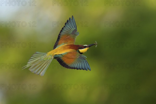 Bee-eater, (Merops apiaster), flight photo, Tiszaalp-r, Kiskuns-gi National Park, B-cs-Kiskun, Hungary, Europe