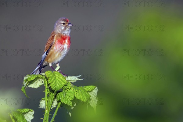Linnet, Common Linnet, Eurasian Linnet, (Carduelis cannabin), (Acanthis cannabina), Linotte mÈlodieuse, Pardillo Com?n