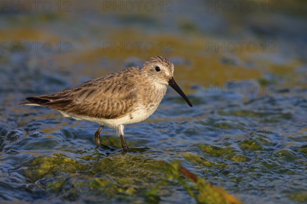 Animal, Animals, Bird, Birds, dunlin (Calidris alpina), Snipe bird, Raysut, Heligoland, Schleswig-Holstein, Federal Republic of Germany