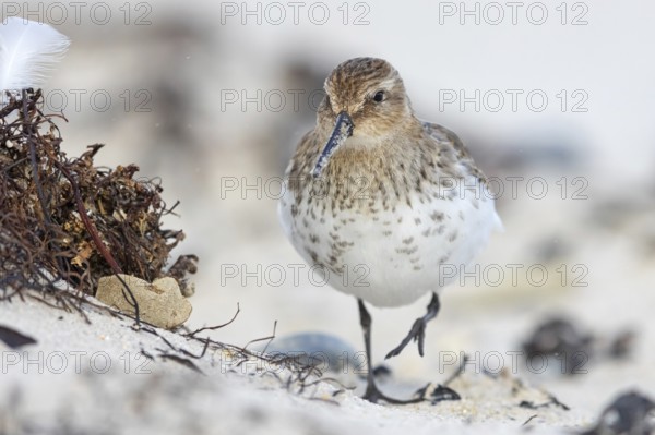 Animal, Animals, Bird, Birds, dunlin (Calidris alpina), Snipe bird, Heligoland, Schleswig-Holstein, Federal Republic of Germany