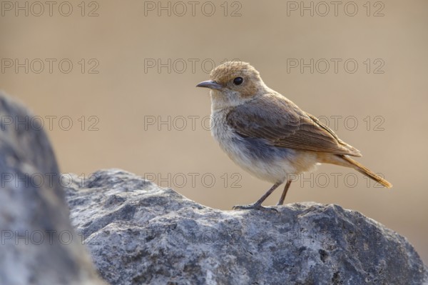 Arabian Wheatear, (Oenanthe lugentoide, Middle East, Oman, Jabal Samhan, Salalah, Dhofar, Oman, Asia