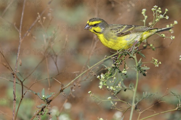 Mozambique Canary, Crithagra mozambica, Serinus mozambicus, Yellow-fronted Canary, Serin du Mozambique, Tendaba camp / Tendaba photo hid, Kwinella, South Bank, Gambia, Africa
