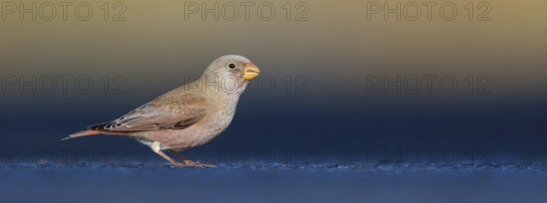 Trumpeter finch (Bucanetes githagineus), Fuerteventura, Canary Islands / Canary Islands, Spain, Europe