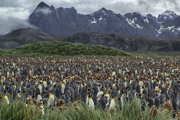 Antarctica, South Georgia, Salisbury Pain, a colony of king penguins (Aptenodytes patagonicus), Salisbury Pain, South Georgia, Antarctica