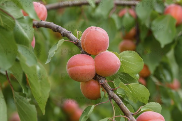 Apricot (Prunus armeniaca 'Bergarouge'), Ranstedter fruit farm, Ort im Innkreis, Upper Austria, Austria, Europe