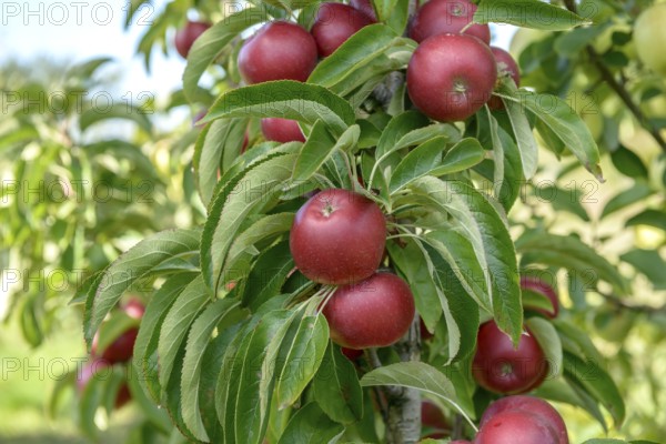 Columnar apple (Malus domestica 'Sunlight'), State Research Centre for Agriculture and Fisheries, Guelzow, Mecklenburg-Western Pomerania, Germany, Europe