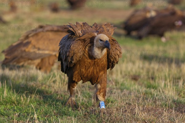 Griffon Vulture, Eurasian Griffon Vulture, Griffon Vulture, Eurasian Griffon, (Gyps fulvu), Vautour fauve, Buitre Leonado, Hides De Calera / Valley Hide, Calera Y Chozas, Castilla La Mancha / Toledo, Spain, Europe