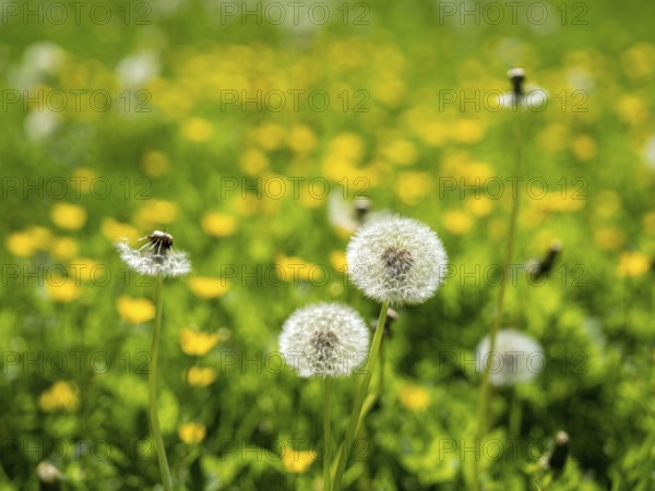 Dandelion (Taraxacum), dandelions, in a meadow, Offenbach am Main, Hesse, Germany, Europe