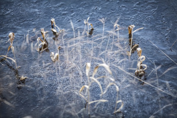 Blades of grass in a frozen lake, structures of the water surface