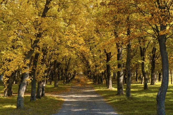 Idyllic view of a small country road leading into endless golden autumn forest