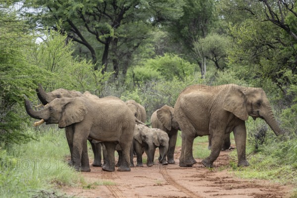 Elephants (Loxodonta africana) Herd with young, Qwabi Private Game Reserve, Biosphere Reserve, Limpopo, South Africa, Africa