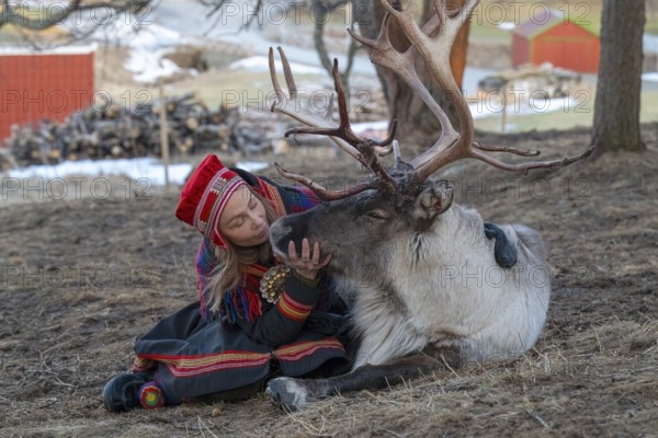 Reindeer (Rangifer tarandus), Sami, Lapp, indigenous people, young woman begging reindeer, Bodø, Norway, Europe