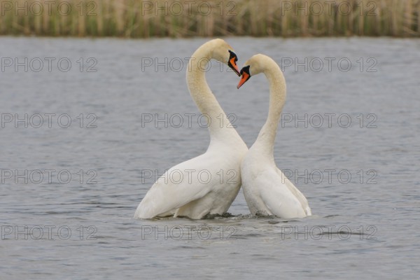 Mute Swan (Mating Pair), Mute Swan (Pair courting)