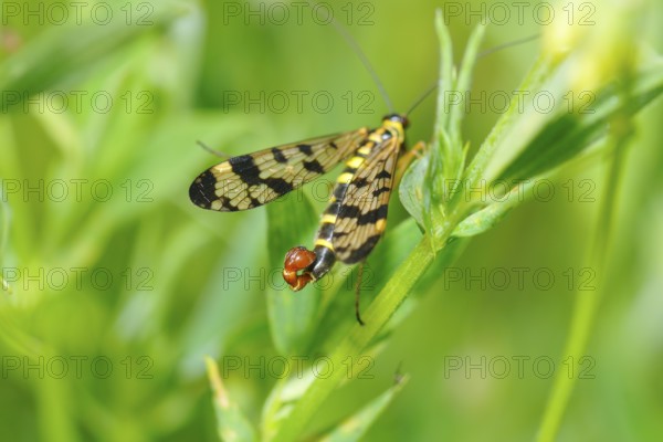 Common scorpionfly (Panorpa communis), common scorpionfly (Panorpa communis) Panorpa