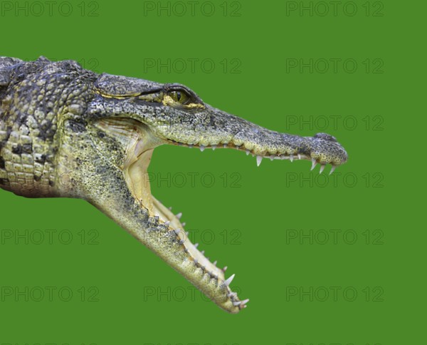 Crocodile young provile view from Mexico open mouth on green background