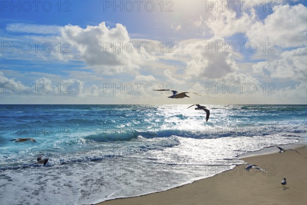 Singer Island beach seagulls at Palm Beach Florida in USA