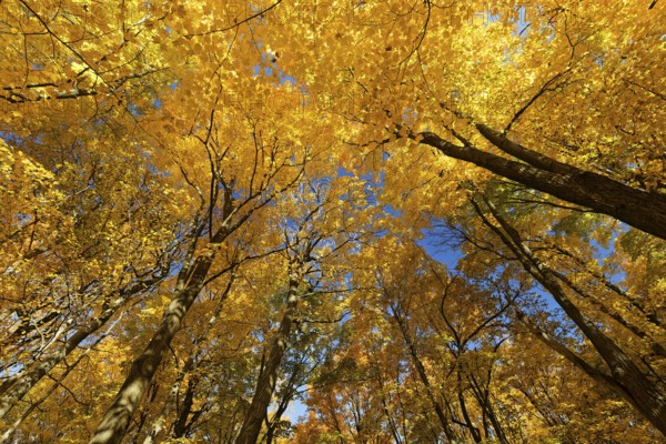 Nature, autumnal forest, view from below into the tree tops, Province of Quebec, Canada, North America