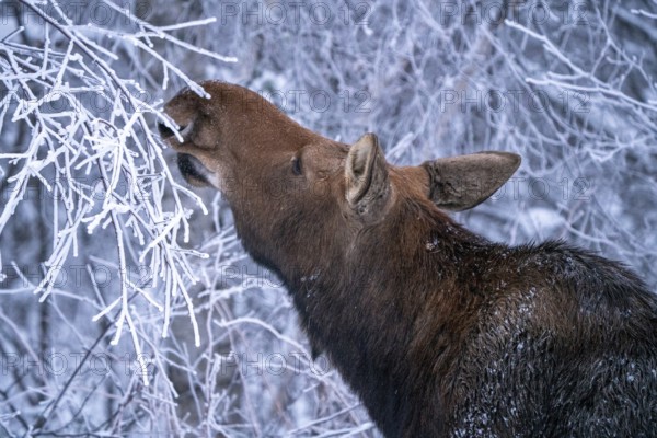 Moose in the Snow in Riding Mountain Provincial Park Canada