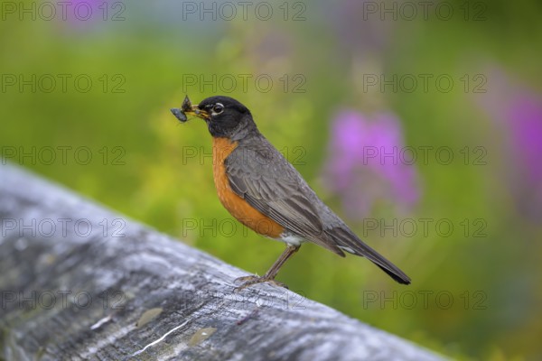 A migratory thrush (Turdus migratorius) sits on a branch and holds an insect in its beak, green background, Ketchikan, Alaska, USA, North America