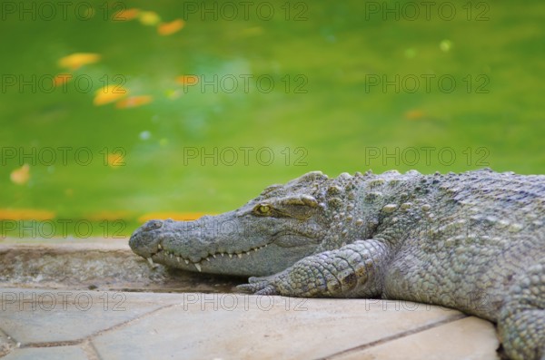 A crocodile lies beside a pond with water