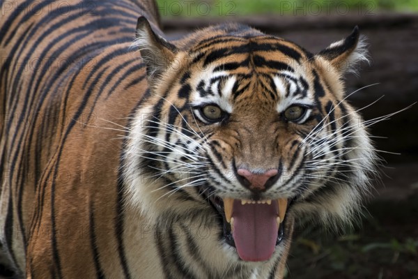 A tiger with weird looking face