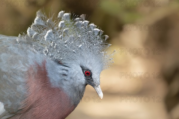 Victoria Crowned Pigeon in captivity at the Sables Zoo in Sables d'Olonne in France