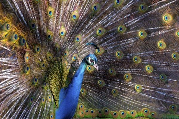 Peacock